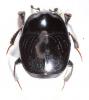 Saprinus semistriatus